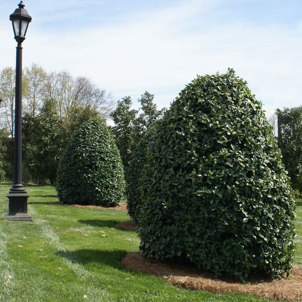 Oak Leaf Holly Tree