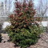 Oak Leaf Holly Tree