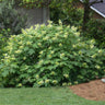 Oakleaf Hydrangea Shrub