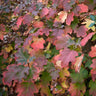 Oakleaf Hydrangea Shrub