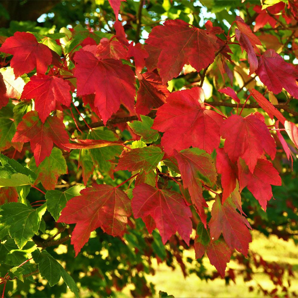 october glory maple tree size