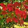 October Glory Red Maple Tree