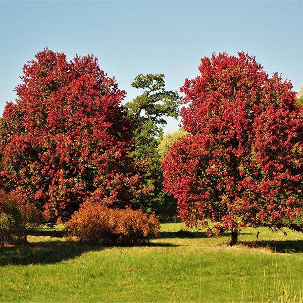 October Glory Red Maple Tree