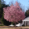 Okame Cherry Tree