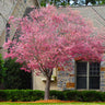 Okame Cherry Tree