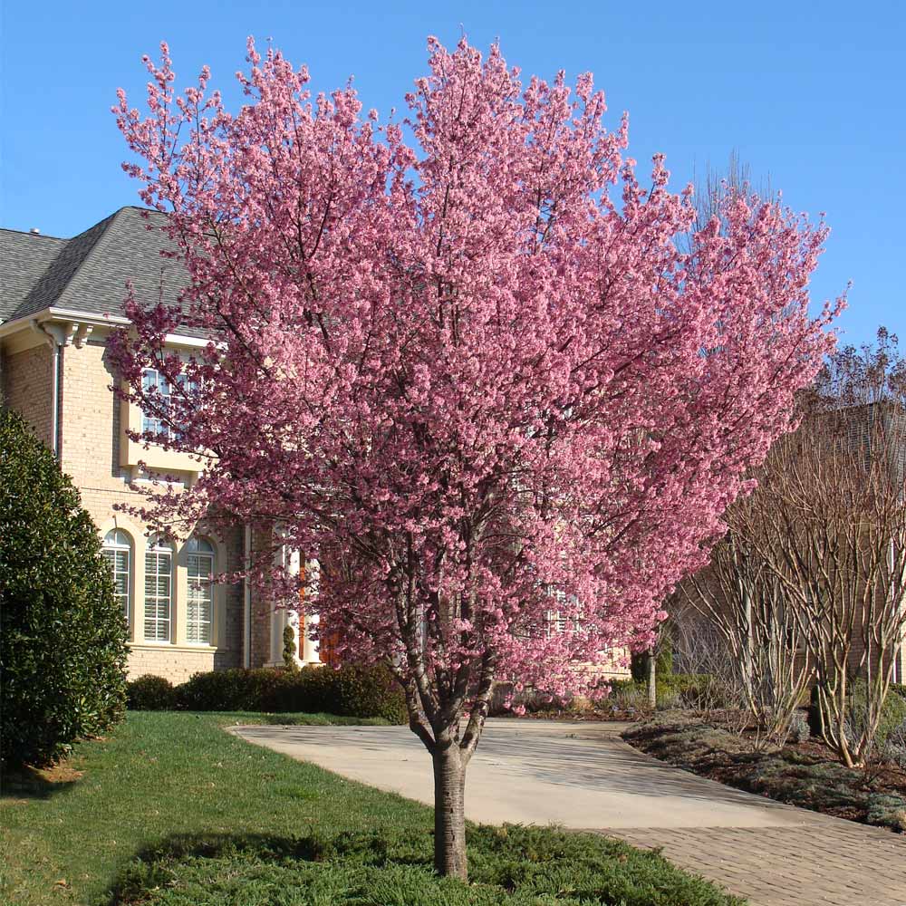 Okame Cherry Trees for Sale- FastGrowingTrees.com