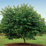 Oklahoma Redbud Tree