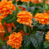 Orange Marmalade Crossandra Shrub