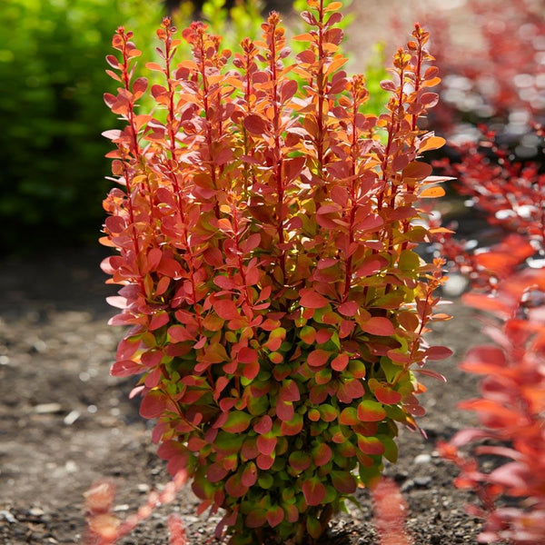 Orange Rocket Barberry Shrubs for Sale – FastGrowingTrees.com