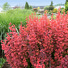 Orange Rocket Barberry Shrub