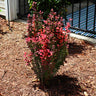 Orange Rocket Barberry Shrub