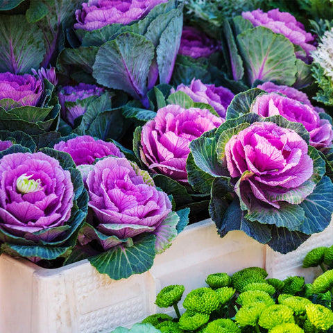 Vibrant Ornamental Kale with green and purple leaves in a garden