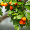 Owari Satsuma Mandarin Tree