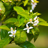 Owari Satsuma Mandarin Tree