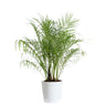 Pygmy Date Palm