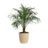 Pygmy Date Palm