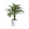 Pygmy Date Palm