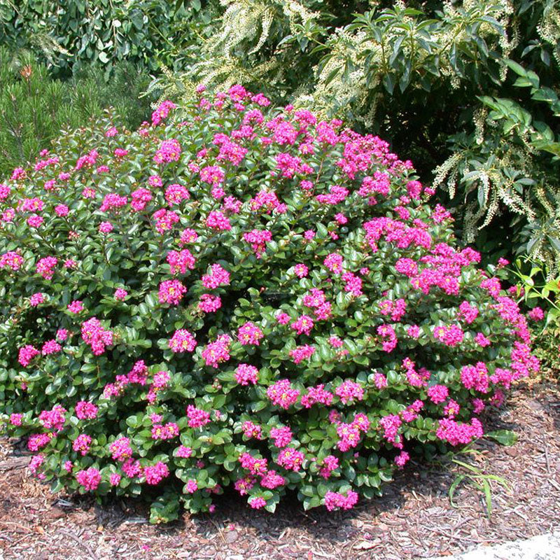 Pocomoke Crape Myrtle Shrub