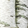 White Birch Tree