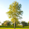 White Birch Tree