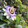 Passion Fruit Vine (Flower)