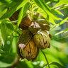 Pawnee Pecan Tree