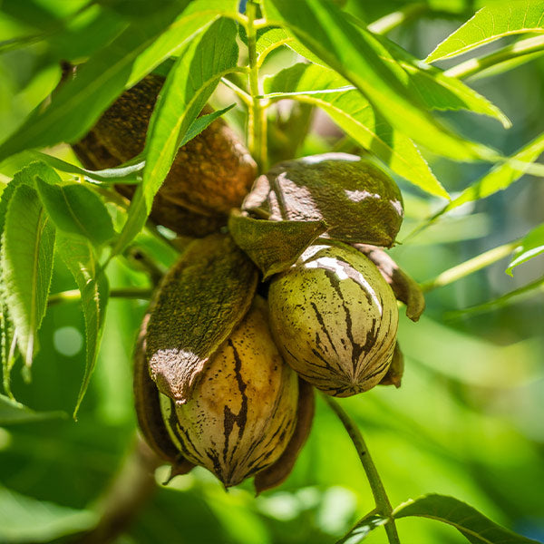 Pawnee Pecan Tree