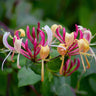 Peaches & Cream Honeysuckle Vine