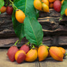 Peanut Butter Fruit Tree