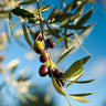 Pendolino Olive Tree