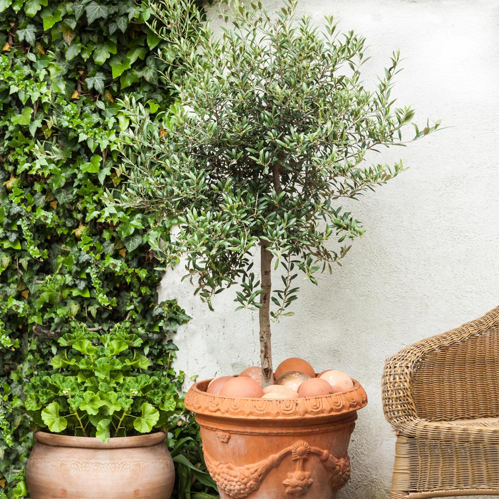 Olive tree 7 ft w/ fruit – California Silk Plants Company