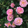 Perfume Breeze™ Rose Tree