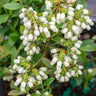 Bushel and Berry® Perpetua Blueberry Bush