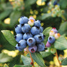 Bushel and Berry® Perpetua Blueberry Bush