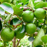 Persian 'Bearss' Lime Tree