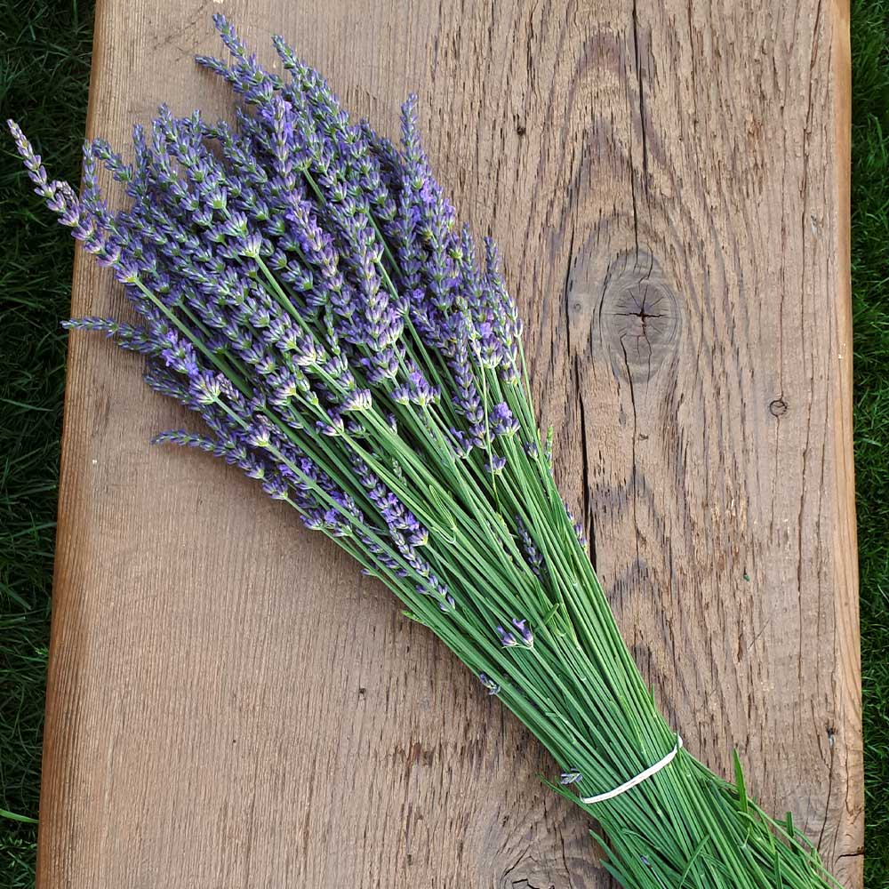 How to Grow Phenomenal Lavender Even if You Live in Zone 3