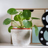 Pilea peperomioides (Pancake Plant)