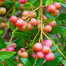 Pink Lemonade Blueberry Bush