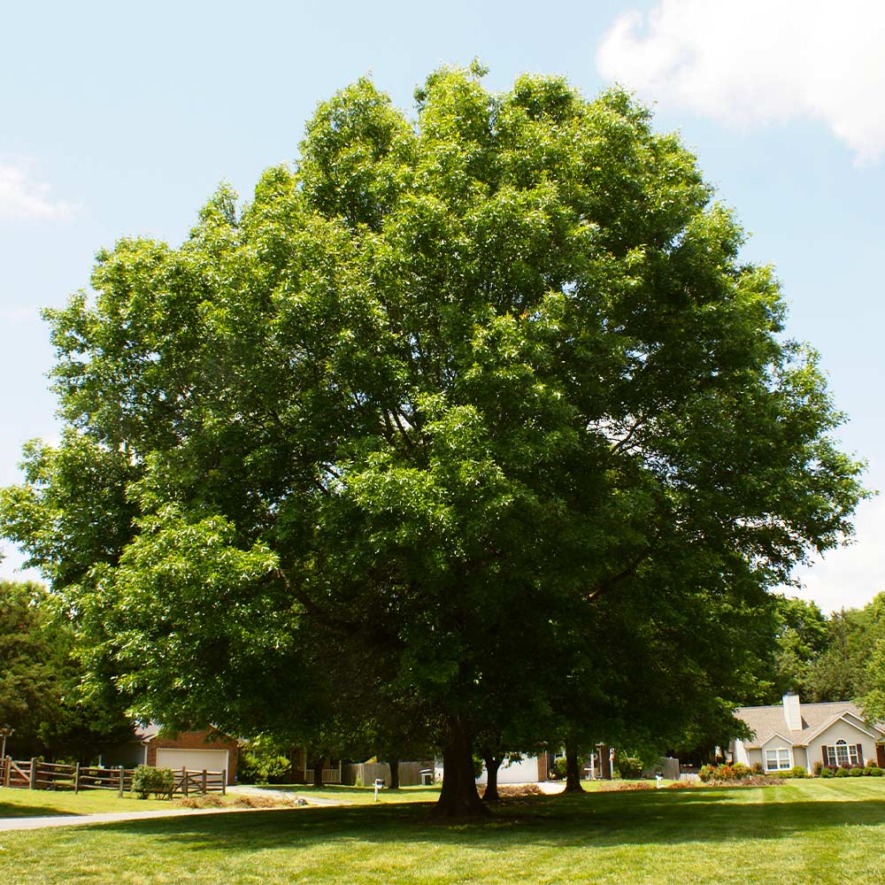 Three Oak Trees, near Keene, California, USA For sale as Framed