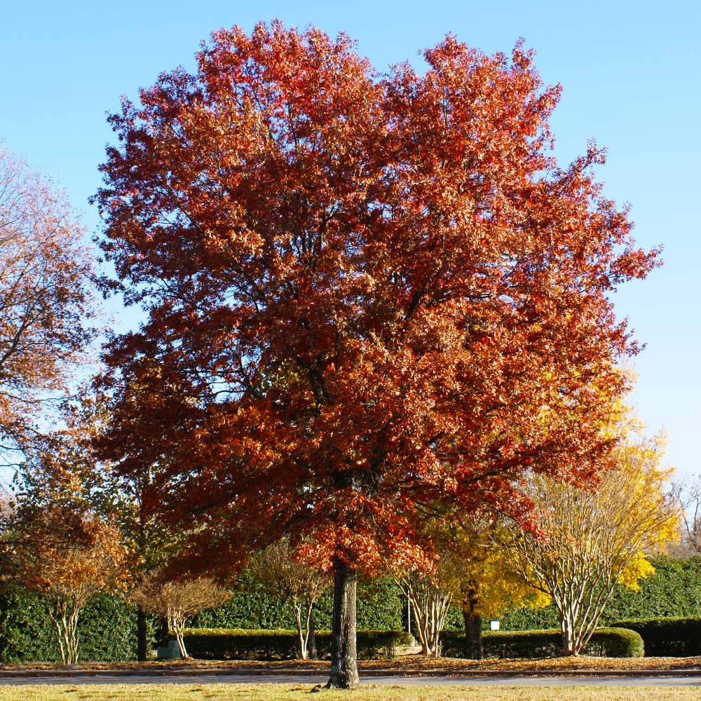 pin oak tree