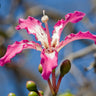 Pink Silk Floss Tree