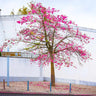 Pink Silk Floss Tree