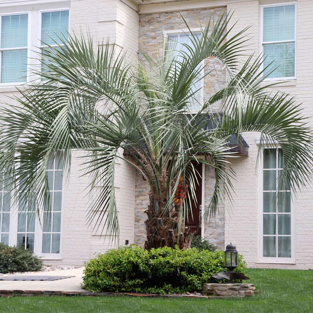 Palm Tree Fertilizer Spikes for Sale