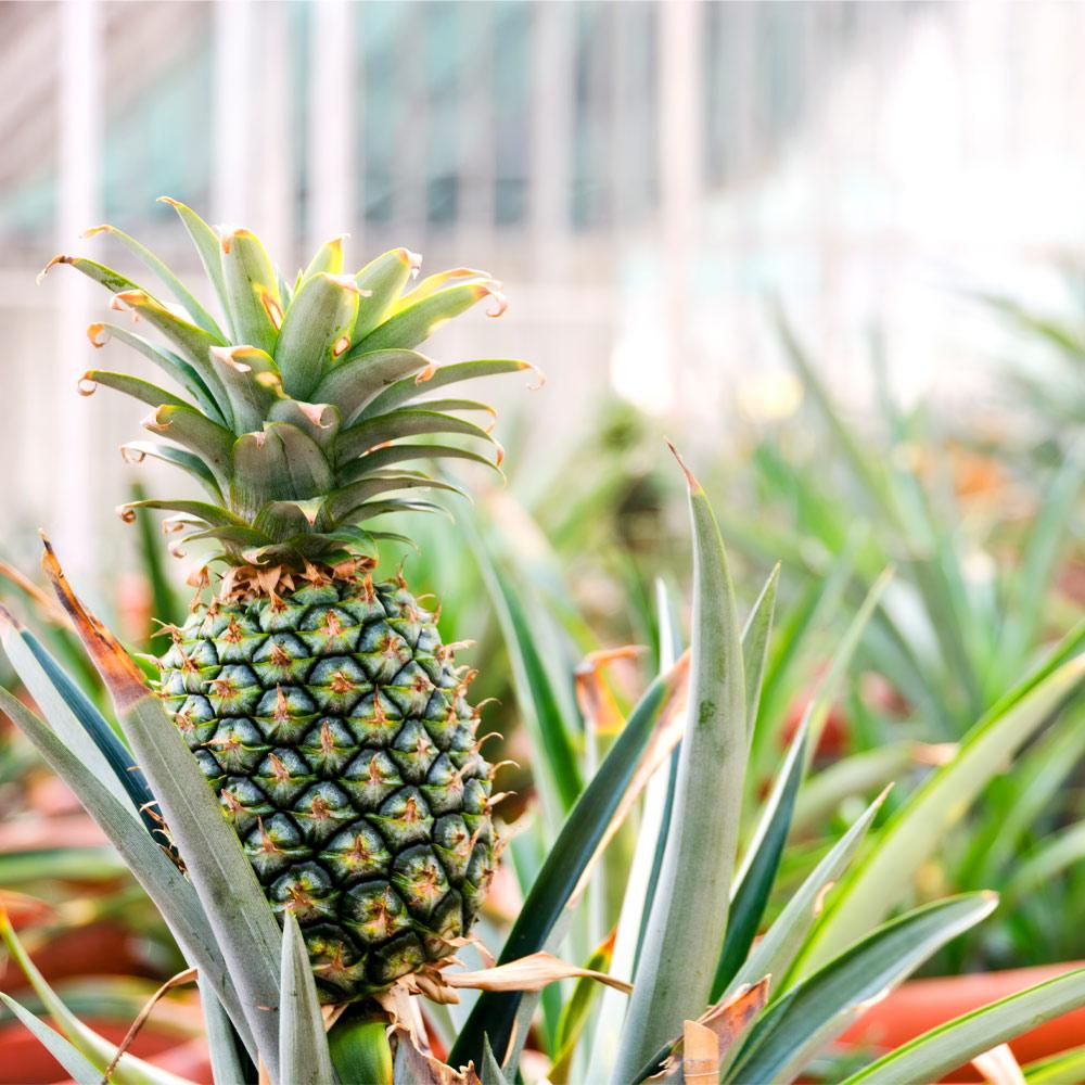 Garden Q&A: How do I know when to harvest pineapple?