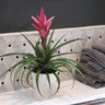 Bromeliad in Decorative Pot