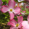 Pink Dogwood