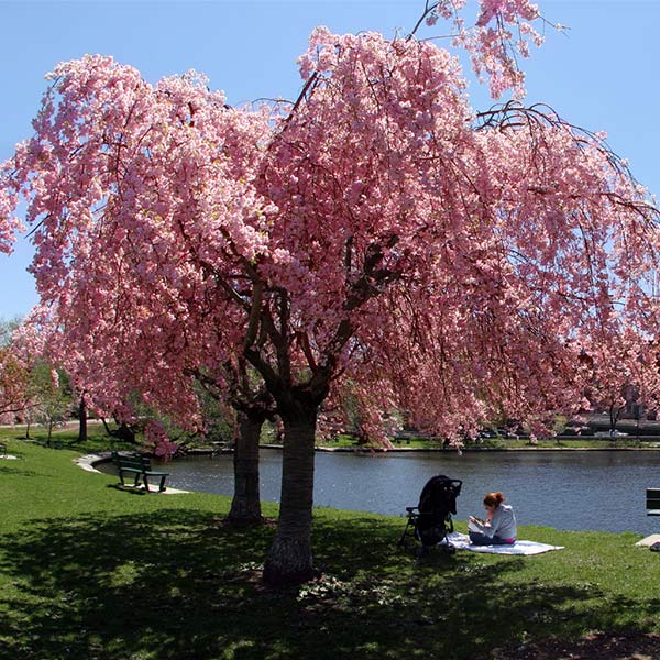 Pink Weeping Cherry Tree - tips for planting trees at home