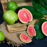 Tropical Pink Guava Tree