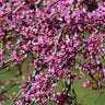 Pink Heartbreaker Redbud Tree