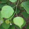 Pink Heartbreaker Redbud Tree